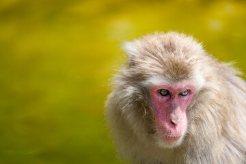 Japanese macaque in its natural habitat. Macaca fuscata.
