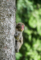 Japanese macaque in its natural habitat. Macaca fuscata.
