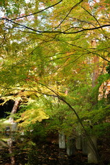 The autumn leaves during this season are beautiful