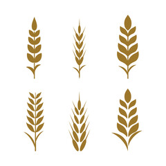 set of wheat grain icon with gold and isolated color