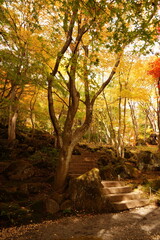 The autumn leaves during this season are beautiful