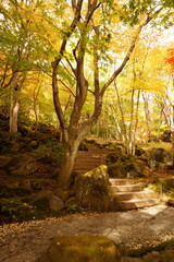 The autumn leaves during this season are beautiful