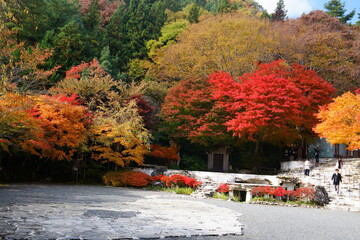 The autumn leaves during this season are beautiful