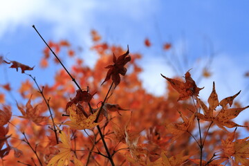 The autumn leaves during this season are beautiful