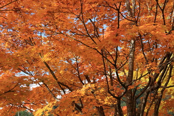 The autumn leaves during this season are beautiful