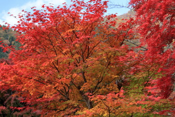 The autumn leaves during this season are beautiful