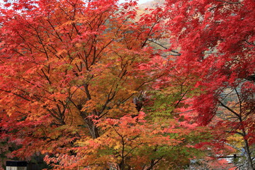 The autumn leaves during this season are beautiful