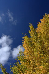 The autumn leaves during this season are beautiful