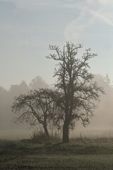 Blätterloser Baum im morgendlichen Nebel