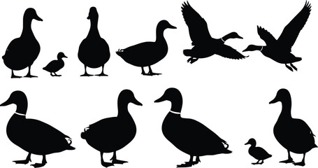 Set of vector duck silhouettes featuring flying mallards standing birds and cute ducklings isolated on white background for nature design.