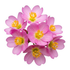 Pink lewisia flowers isolated on transparent background, a beautiful floral bouquet