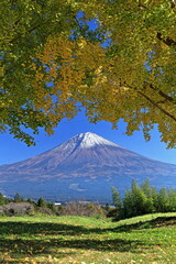 The autumn leaves during this season are beautiful