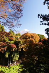 The autumn leaves during this season are beautiful