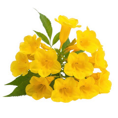 Beautiful yellow trumpetbush flowers isolated on transparent background, close up