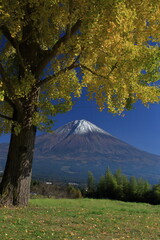 The autumn leaves during this season are beautiful