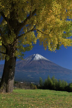 The autumn leaves during this season are beautiful