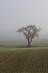 Baum an einem Feld im morgendlichen Nebel