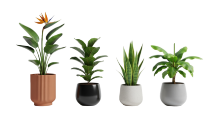 Assortment of Potted Plants Enhancing Interior Spaces with Nature's Beauty and Serenity