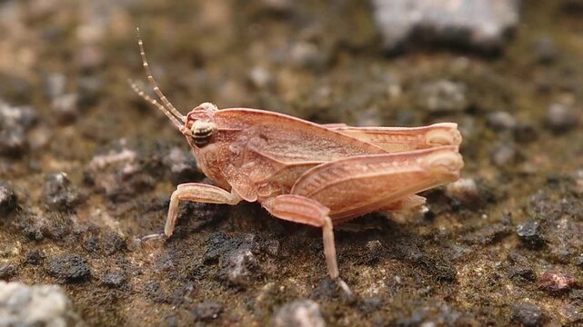 groundhopper also know as pygmy grasshopper or tetrididae.