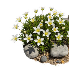 Saxifraga arendsii flower isolated on transparent background, also known as mossy saxifrage