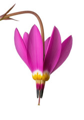 Shooting star flower isolated on transparent background, a dicentra hendersonii blossom