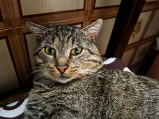A beautiful tabby cat with striped brown and gray fur is captured in a close up portrait showcasing its large intense yellow green eyes and long white whiskers