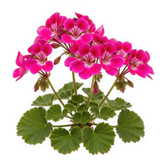 Pelargonium flower isolated on transparent background