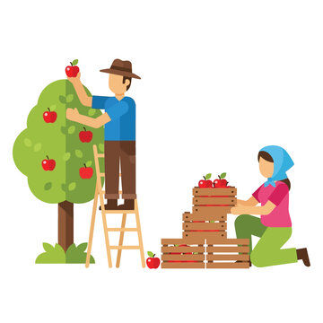 A farmer on a ladder picks apples from a tree, while a woman stacks crates of harvested apples.