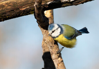 Eurasian blue tit, Cyanistes caeruleus. A bird is sitting on a branch