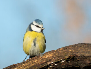 Eurasian blue tit, Cyanistes caeruleus. A bird sits on a log against a blue sky
