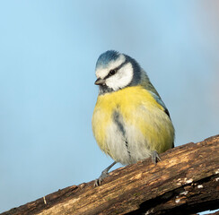 Eurasian blue tit, Cyanistes caeruleus. A bird sits on a log against a blue sky
