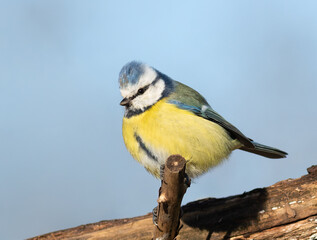 Eurasian blue tit, Cyanistes caeruleus. A bird sits on a dry branch against a blue sky