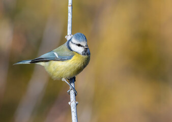 Eurasian blue tit, Cyanistes caeruleus. A bird sits on a thin branch against a beautiful background