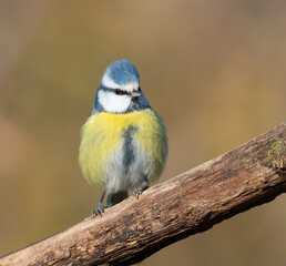 Eurasian blue tit, Cyanistes caeruleus. The bird sits on a branch, fluffing its feathers