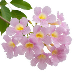 Cluster of pink trumpet vine flowers isolated on transparent background
