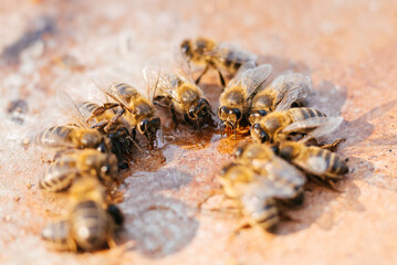 Close-up View of Bees Enjoying Honey in a Sunlit Garden Setting
