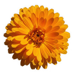 Calendula officinalis, the pot marigold, isolated on transparent background