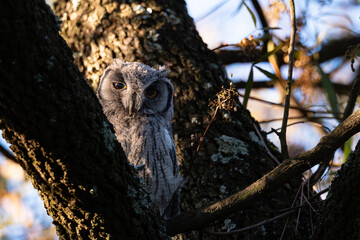 Southern White-Faced Owl Perched on Tree Branch in Evening Light