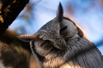 Southern White-Faced Owl Perched on Tree Branch in Evening Light