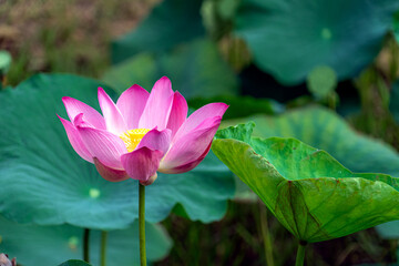 Obraz premium bright pink lotus flower in pond , tropical natural water lilly blossom in lake or garden in spring season
