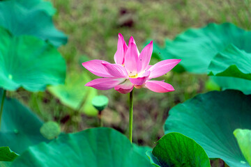 Obraz premium bright pink lotus flower in pond , tropical natural water lilly blossom in lake or garden in spring season