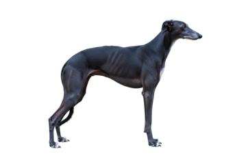 Elegant greyhound dog PNG isolated on transparent background, sleek and athletic canine for design projects and animal themes