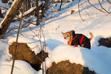 Red and white chihuahua dog on a winter walk in warm clothes