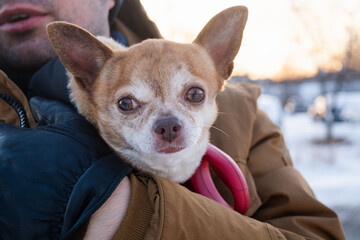 Red and white Chihuahua dog in man's hands watching the sunset with his dog's owner in winter