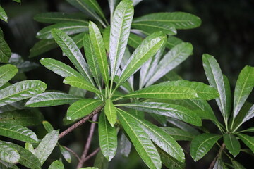 close up of a plant