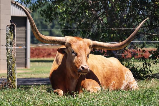 highland cow in a field