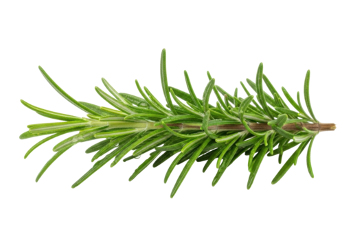 Fresh rosemary sprig isolated PNG, aromatic herb for cooking and seasoning on transparent background