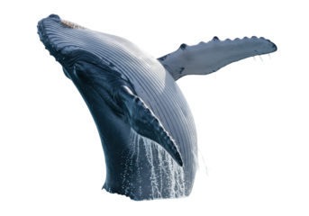 Humpback whale breaching isolated on transparent PNG, majestic marine mammal jumping out of the water for wildlife and conservation themes