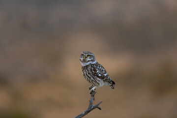 MOCHUELO EUROPEO