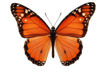 Monarch butterfly PNG isolated on transparent background, orange and black wings with white spots, beautiful insect for design projects